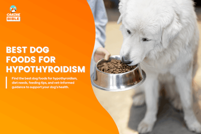 Best Dog Foods for Hypothyroidism