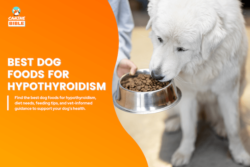 Best Dog Foods for Hypothyroidism