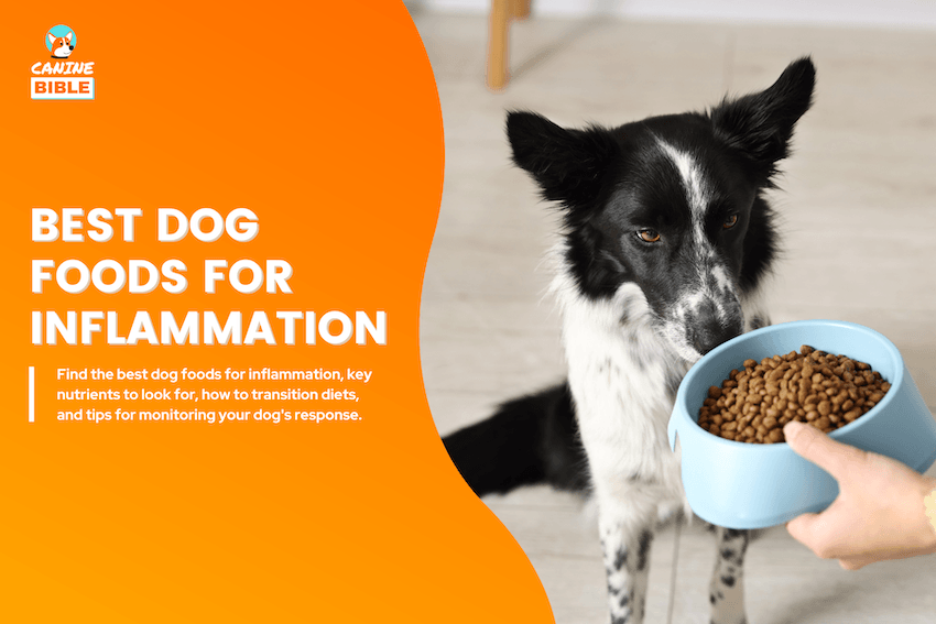 Best Dog Foods for Inflammation