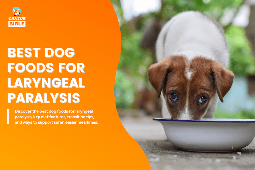 Best Dog Foods for Laryngeal Paralysis