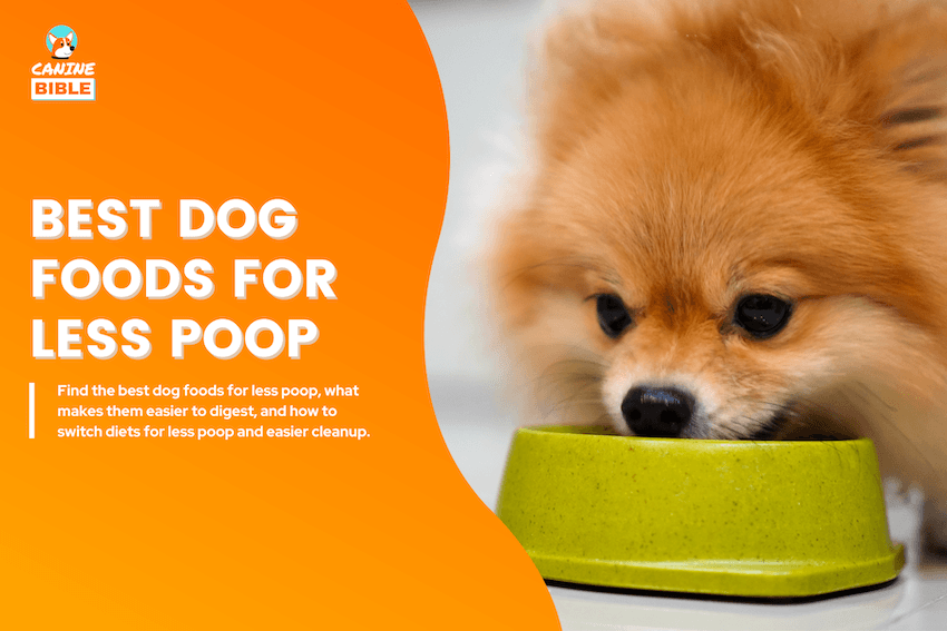 Best Dog Foods for Less Poop