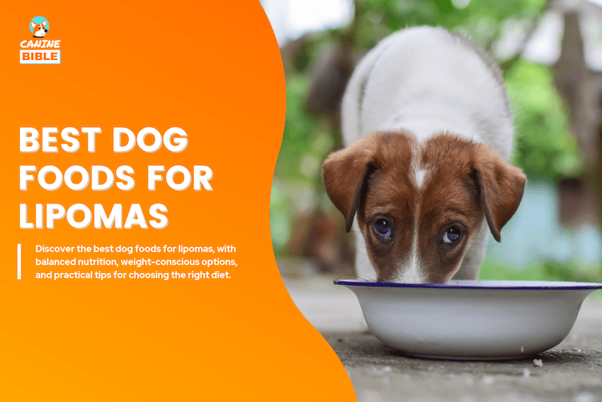 Best Dog Foods for Lipomas