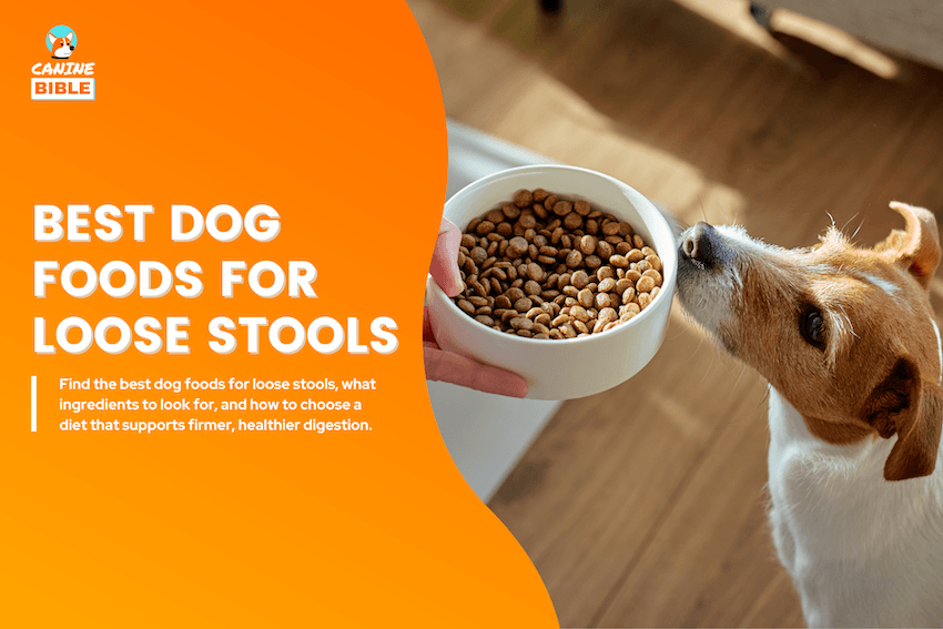 Best Dog Foods for Loose Stools