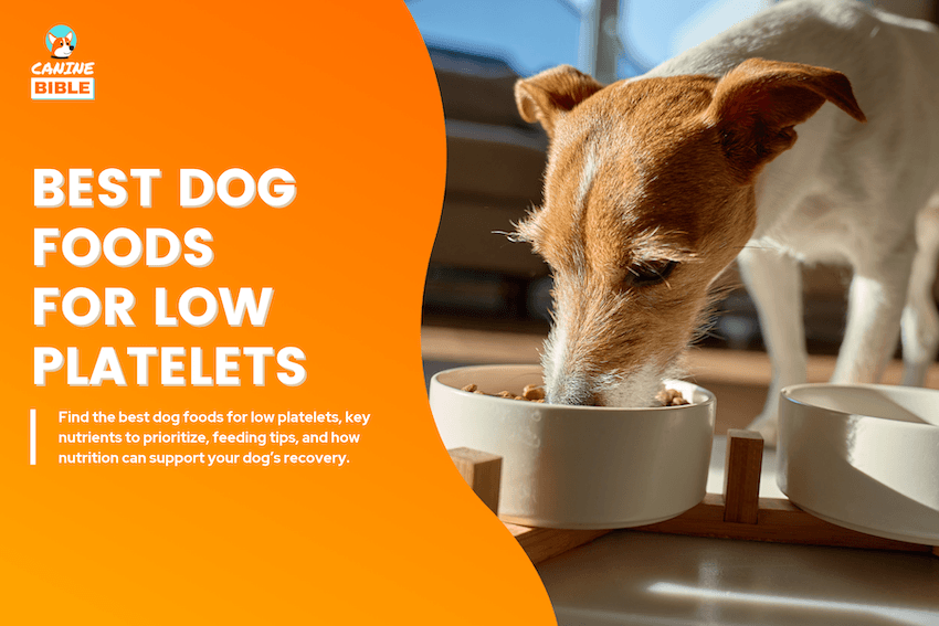 Best Dog Foods for Low Platelets