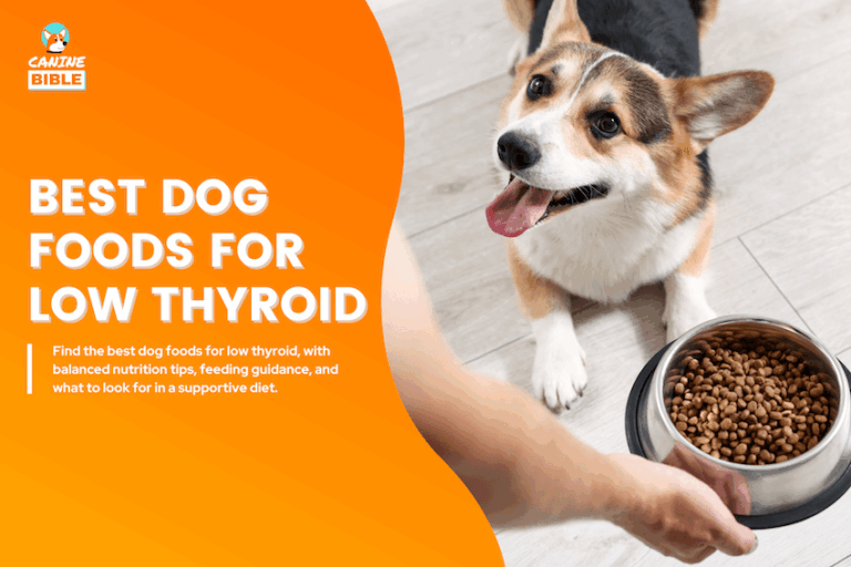 Best Dog Foods for Low Thyroid
