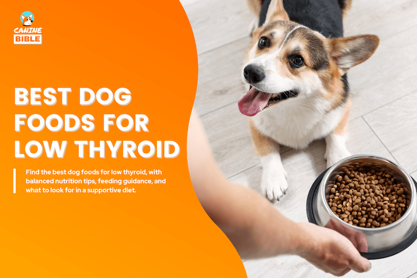 Best Dog Foods for Low Thyroid