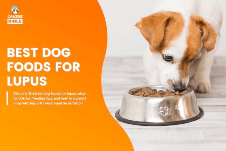Best Dog Foods for Lupus