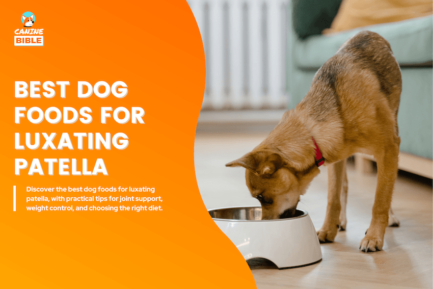 Best Dog Foods for Luxating Patella