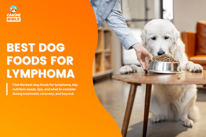 Best Dog Foods for Lymphoma