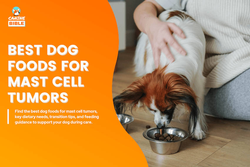 Best Dog Foods for Mast Cell Tumors
