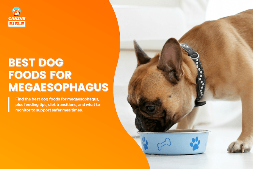 Best Dog Foods for Megaesophagus