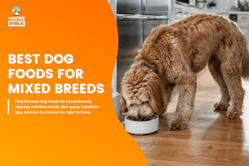 Best Dog Foods for Mixed Breeds