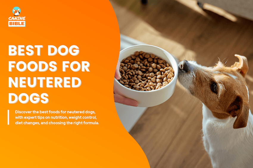 Best Dog Foods for Neutered Dogs