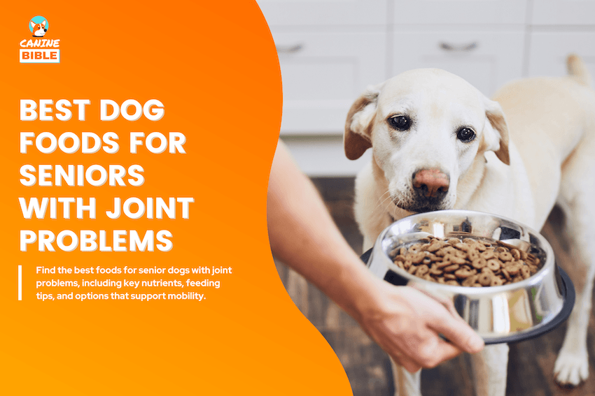Best Dog Foods for Senior Dogs With Joint Problems