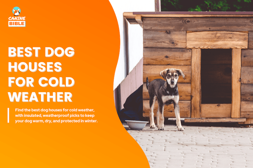 Best Dog Houses for Cold Weather