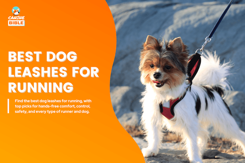 Best Dog Leashes for Running