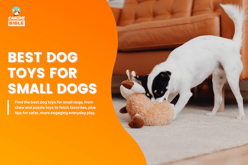 Best Dog Toys for Small Dogs
