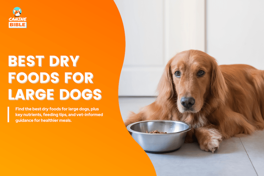 Best Dry Dog Foods for Large Dogs