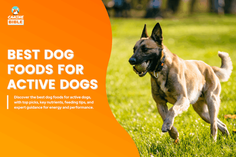 Best Dog Foods for Active Dogs