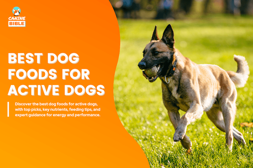 Best Dog Foods for Active Dogs
