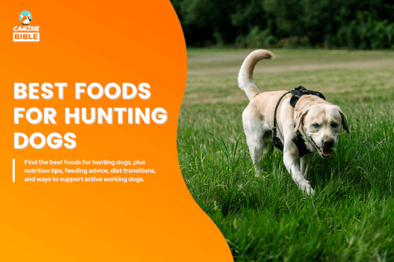 Best Dog Foods for Hunting Dogs