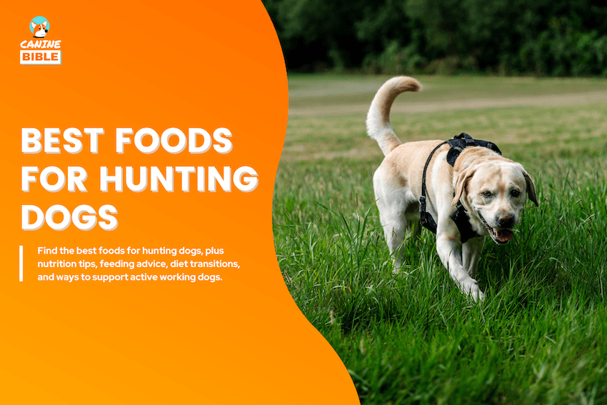Best Dog Foods for Hunting Dogs