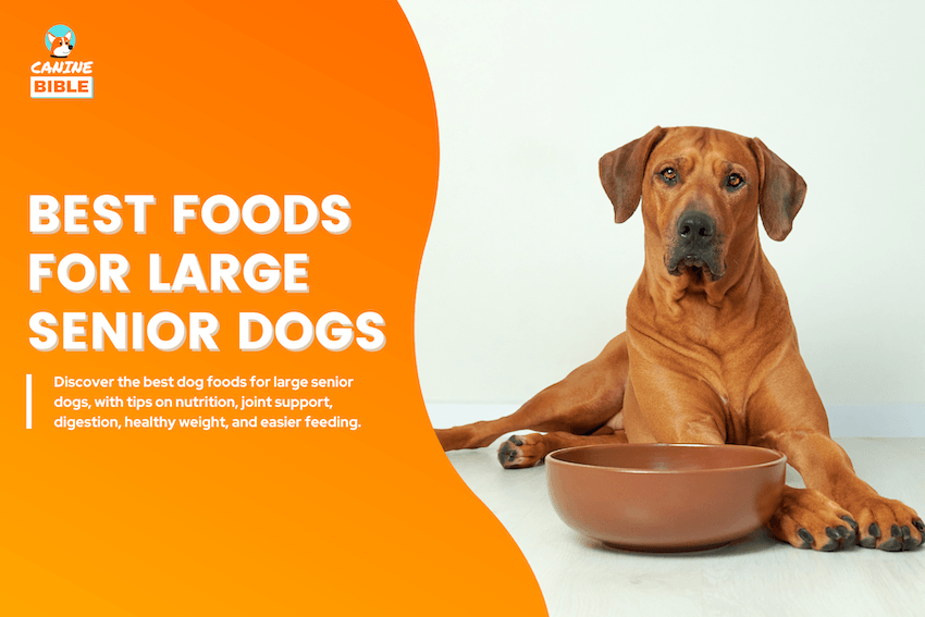 Best Foods for Large Senior Dogs