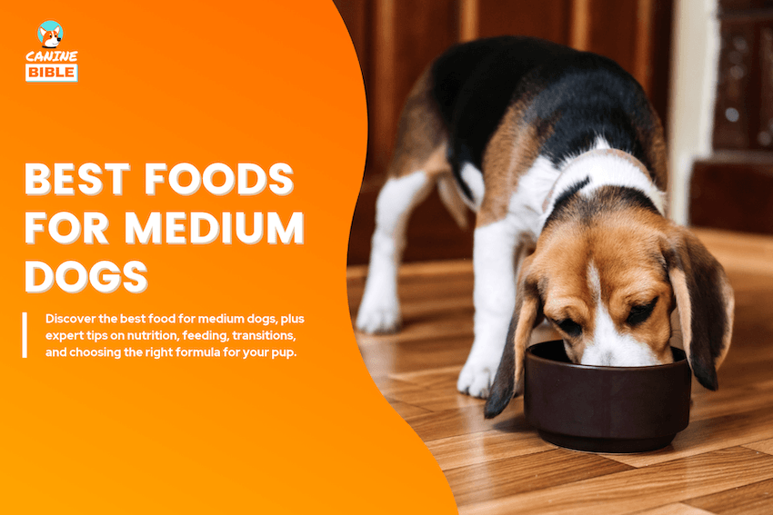 Best Foods For Medium Dogs
