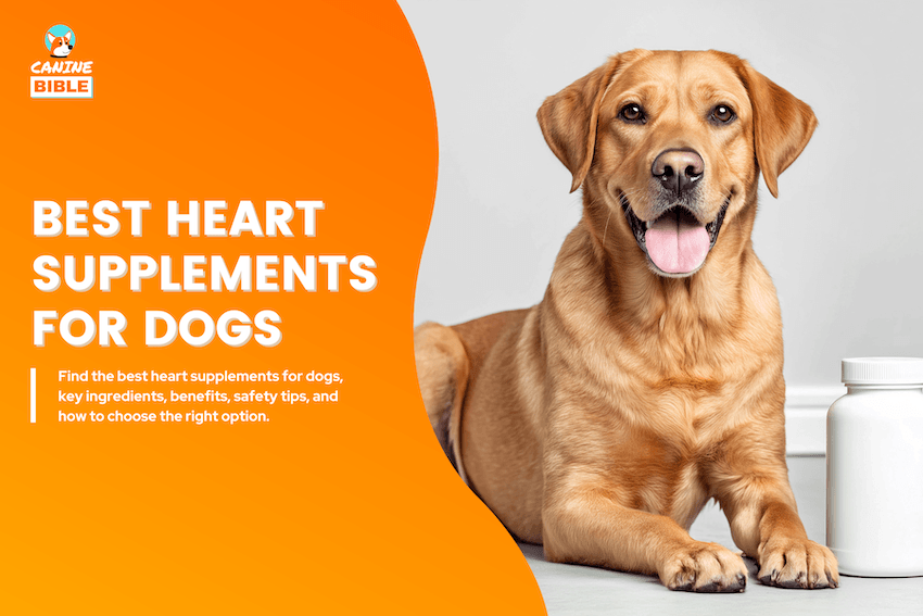 Best Heart Supplements for Dogs