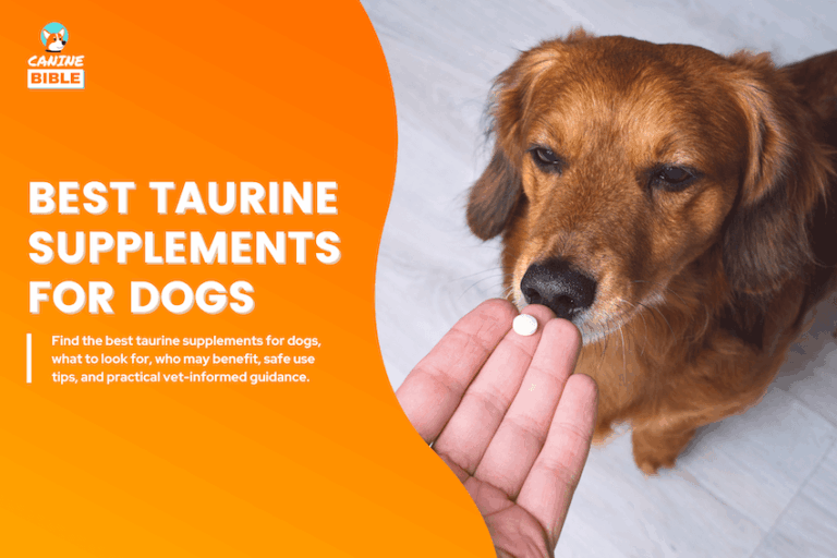 Best Taurine Supplements for Dogs
