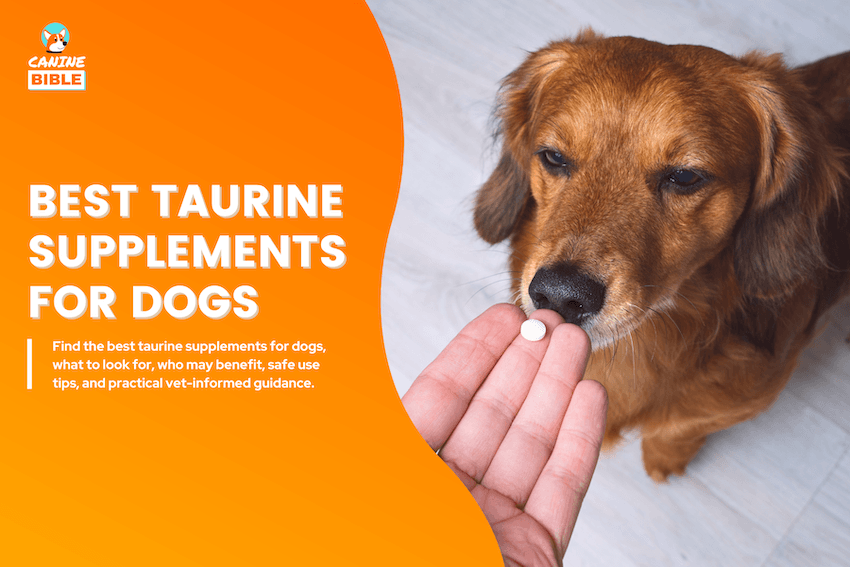 Best Taurine Supplements for Dogs