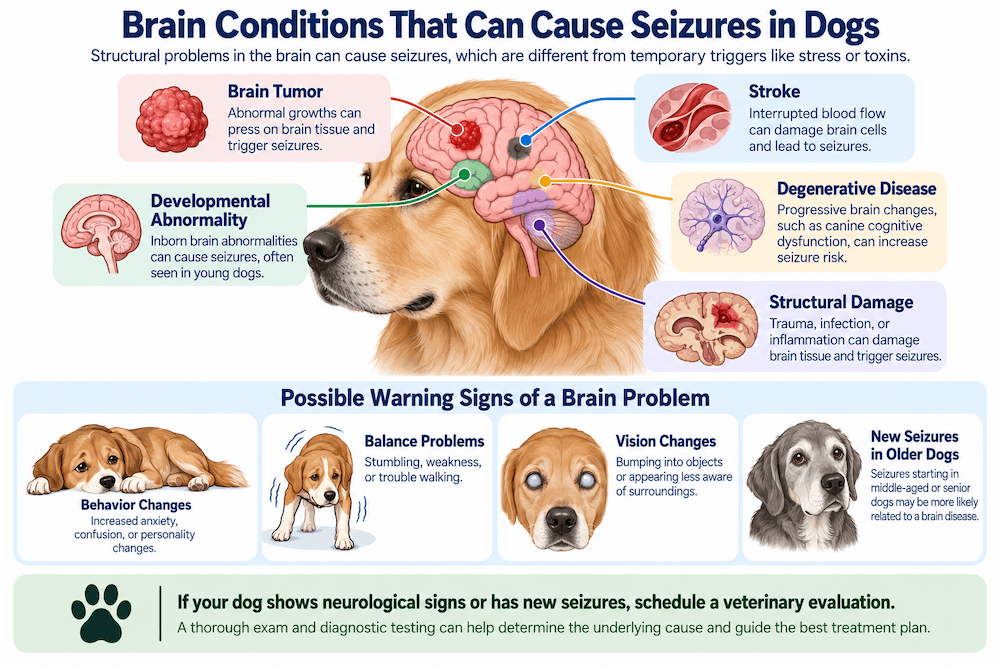 Brain-Related Seizures in Dogs