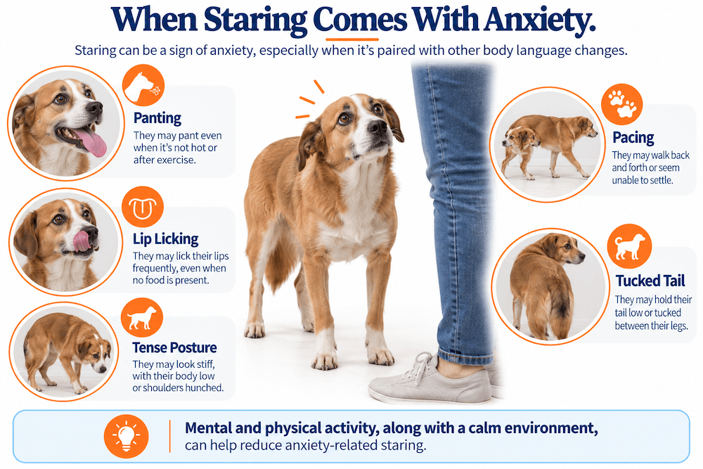 Canine Anxiety Signs