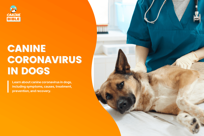 Canine coronavirus in dogs