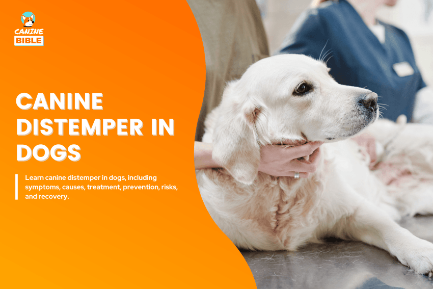 Canine distemper in dogs