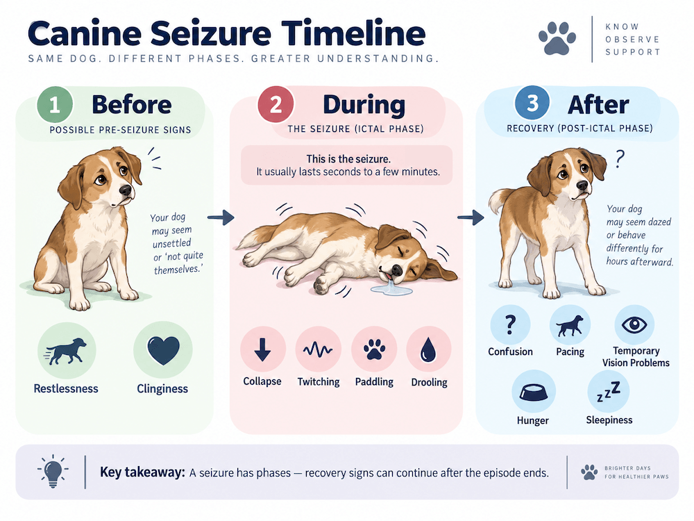 Canine Seizure Timeline