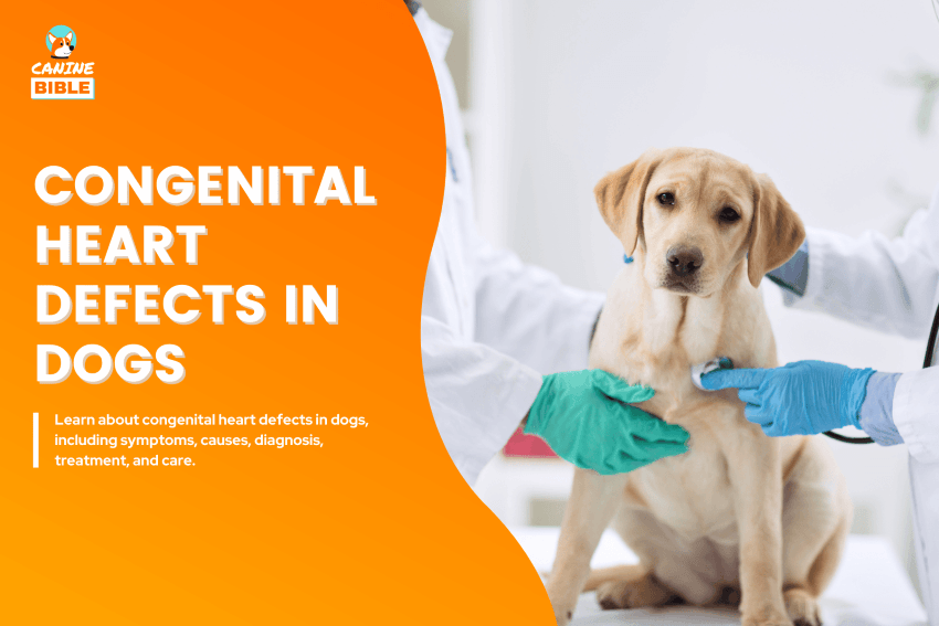 Congenital heart defects in dogs