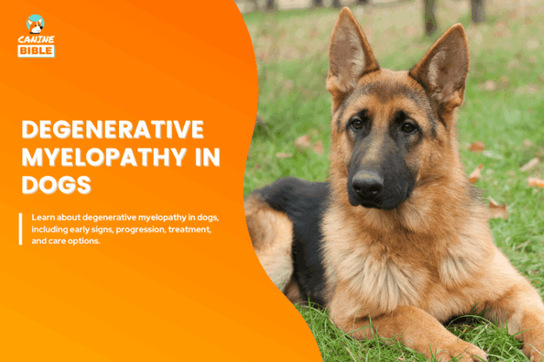 Degenerative Myelopathy in Dogs