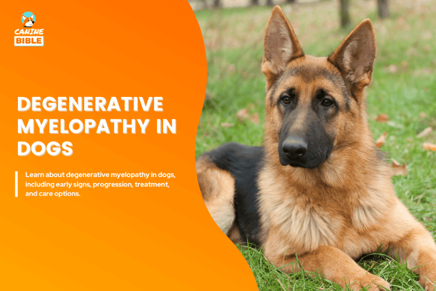 Degenerative Myelopathy in Dogs
