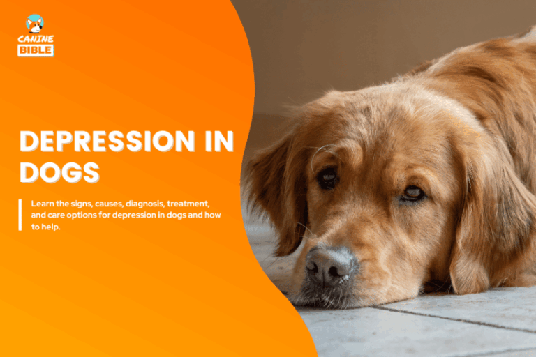 Depression in Dogs