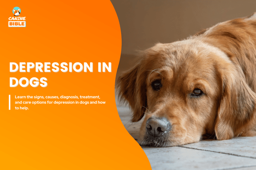 Depression in Dogs