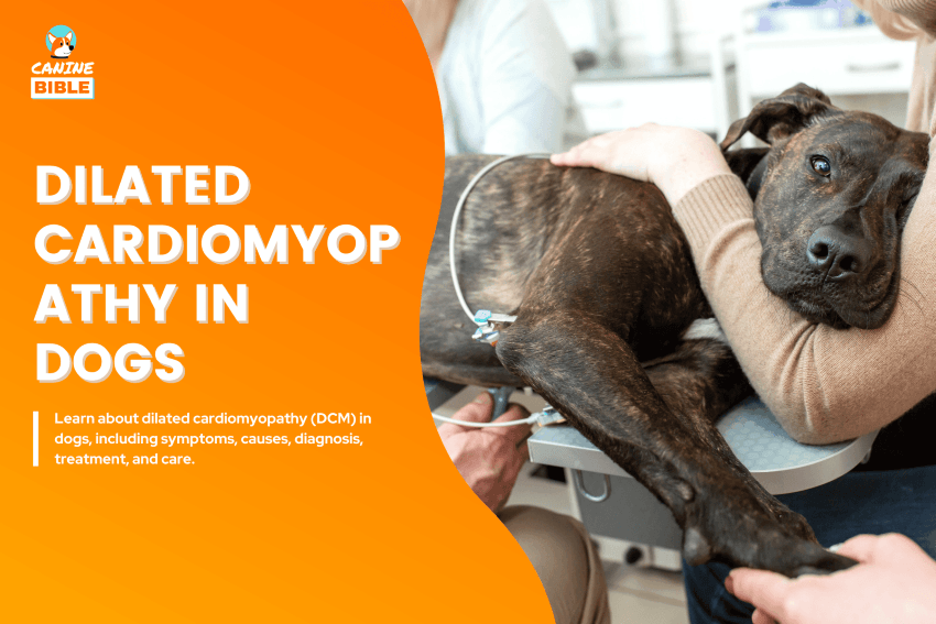 Dilated cardiomyopathy in dogs