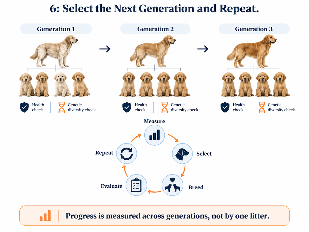 Dog Breeding Progress Across Generations