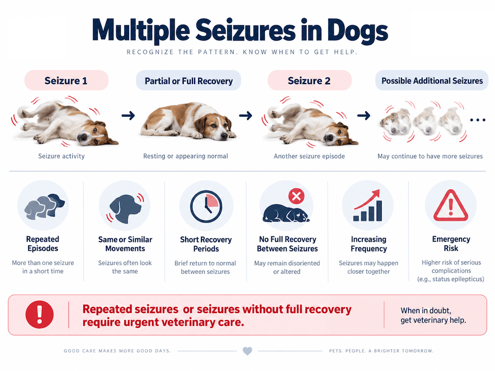 Dog Seizure Warning Signs