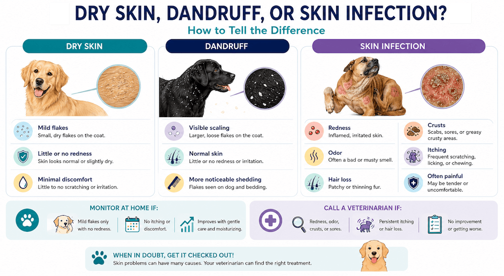 Dog Skin Conditions Comparison