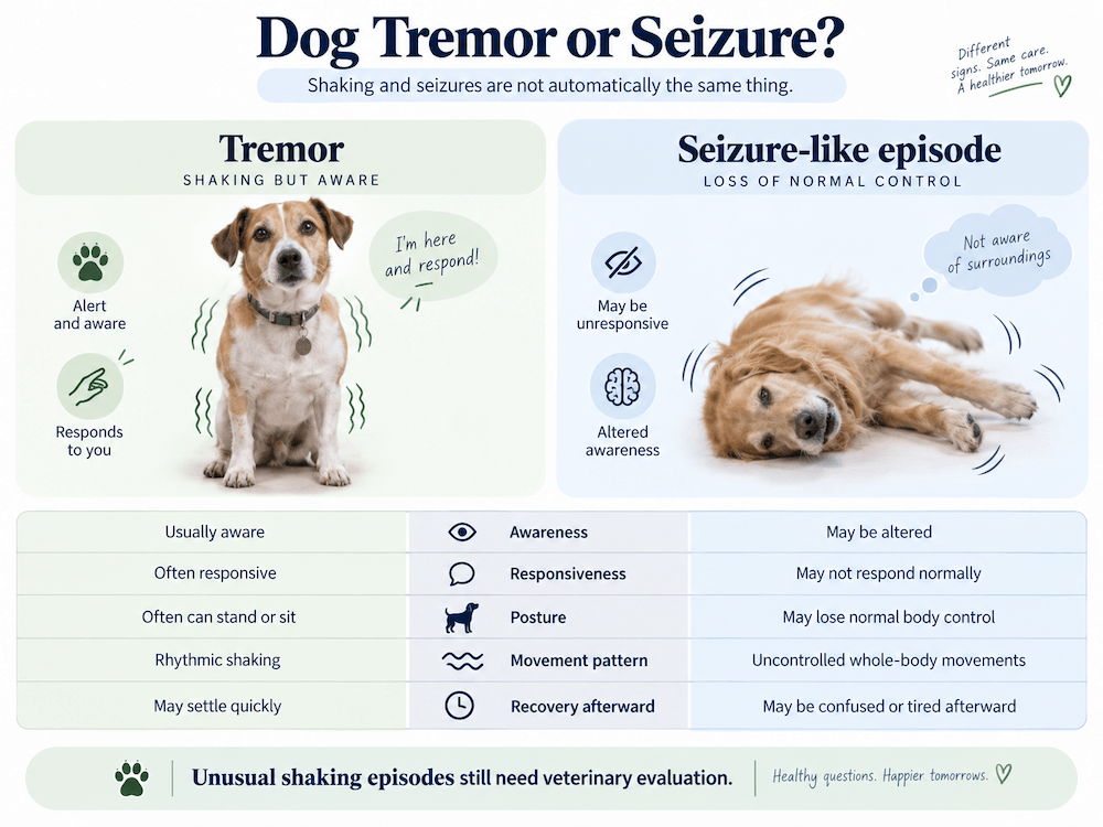 Dog Tremor or Seizure