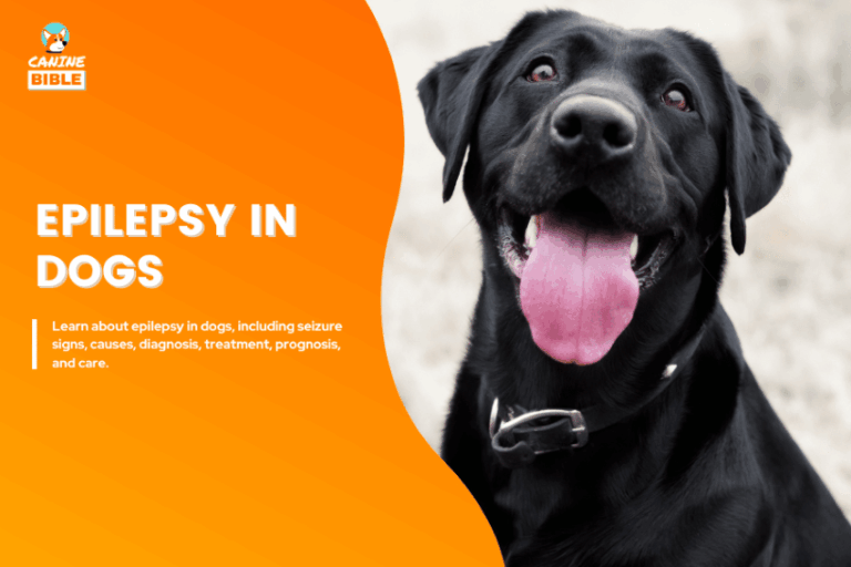 Epilepsy in dogs