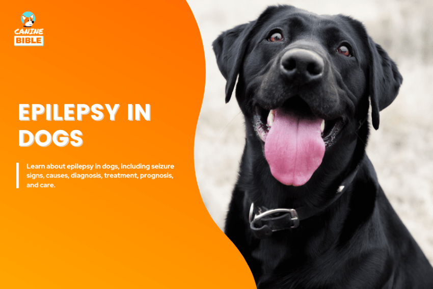 Epilepsy in dogs
