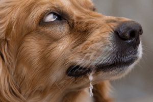 Dog affected by epilepsy and seizure activity