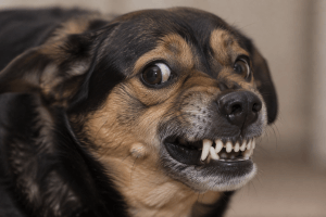 Dog displaying body language associated with fear-based aggression